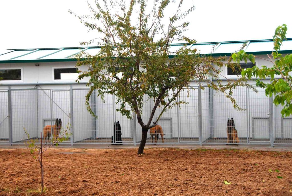 residencia-guarderia-canina-daquivelt-15